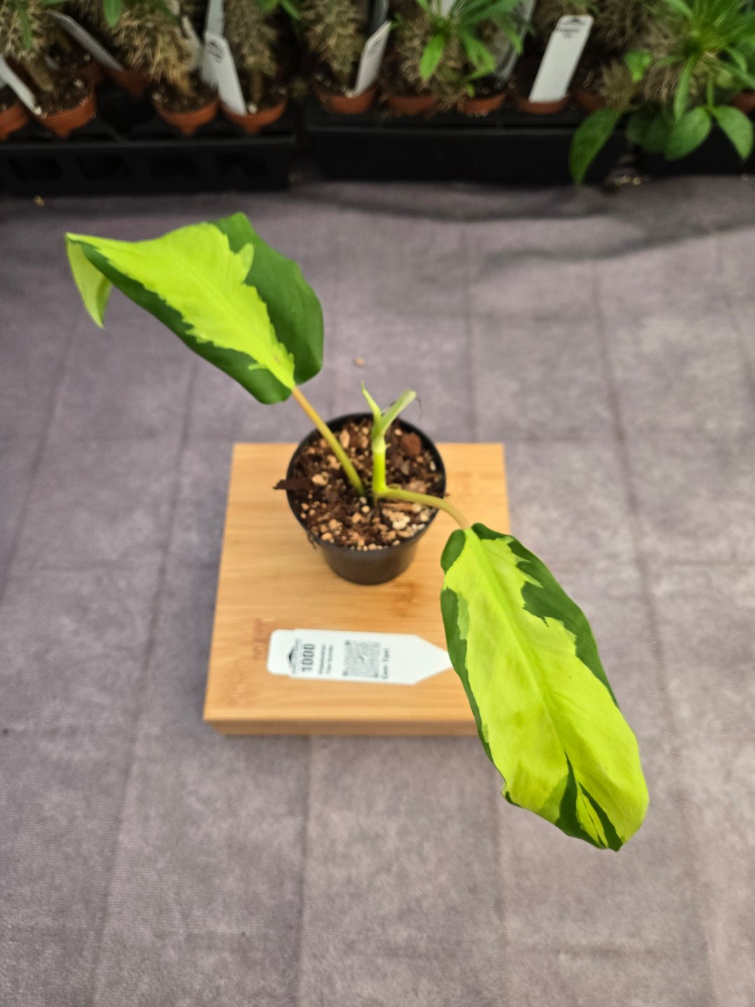 Philodendron Thai Sunrise (3in)-1000