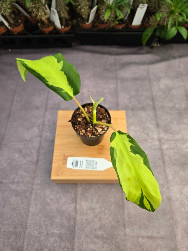 Philodendron Thai Sunrise (3in)-1000