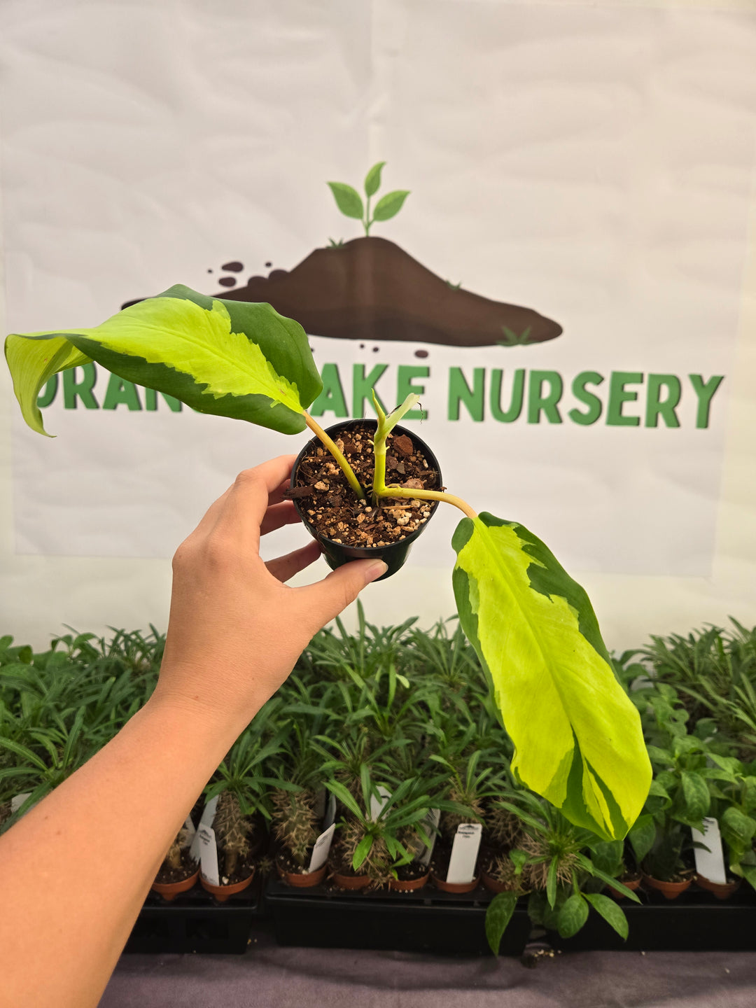 Philodendron Thai Sunrise (3in)-1000