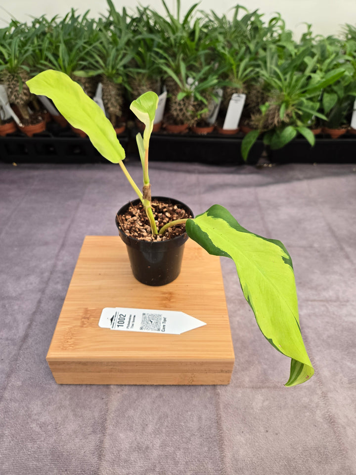 Philodendron Thai Sunrise (3in)-1002