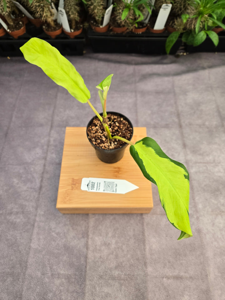 Philodendron Thai Sunrise (3in)-1002