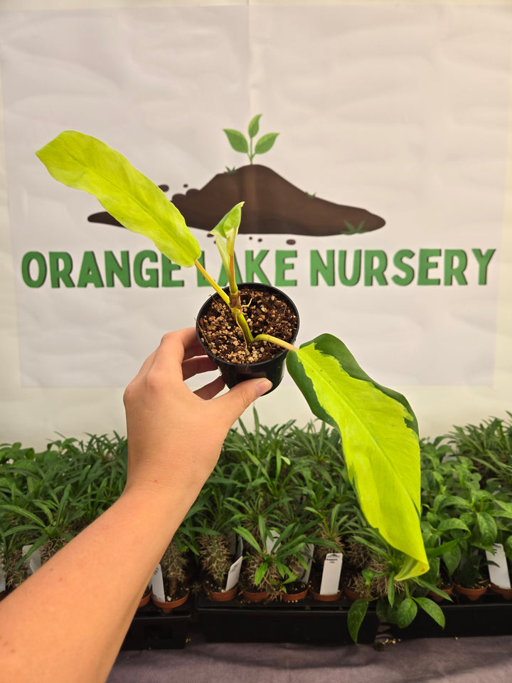 Philodendron Thai Sunrise (3in)-1002