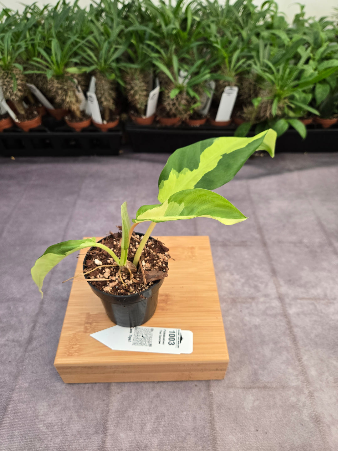 Philodendron Thai Sunrise (3in)-1003