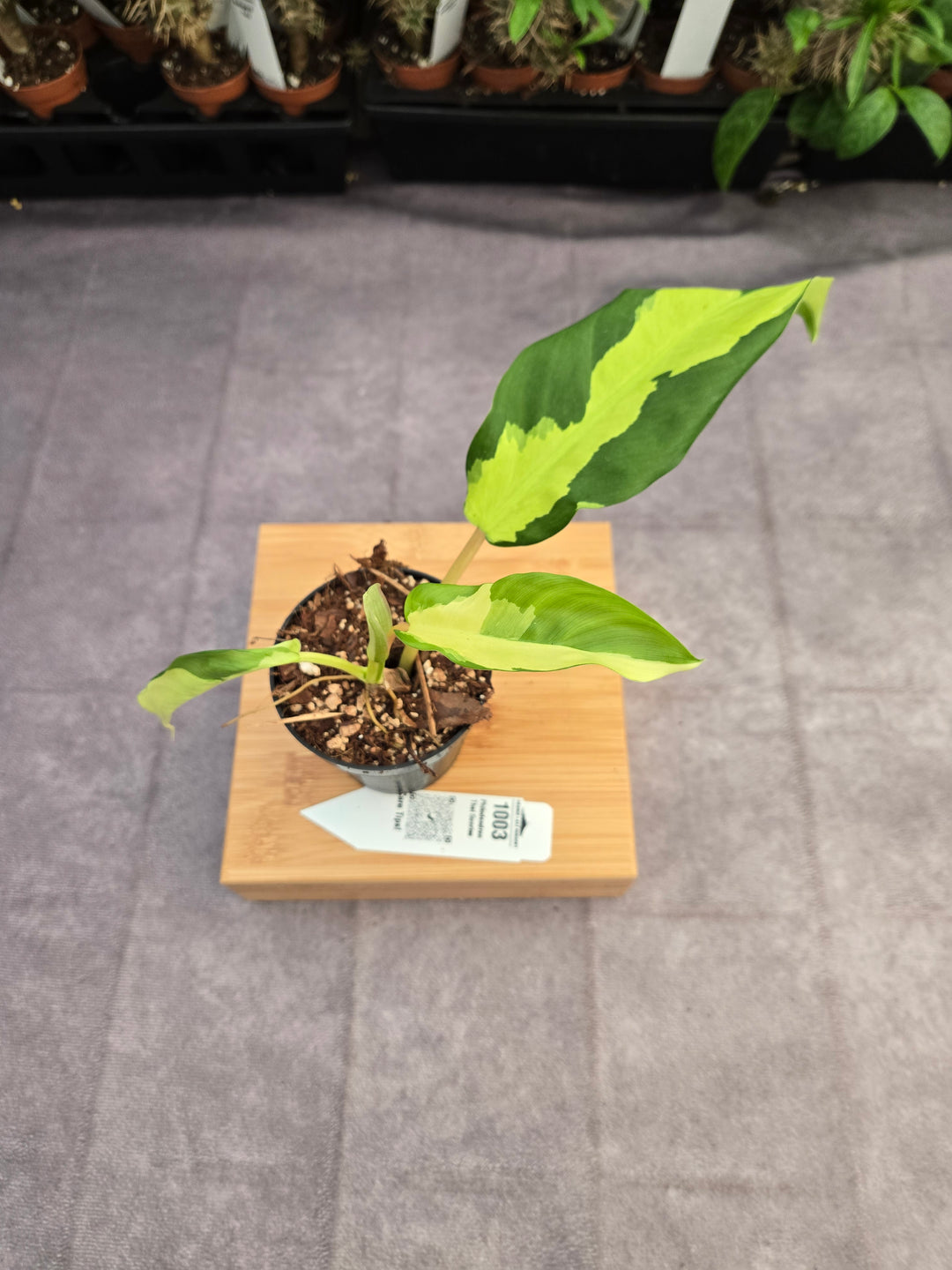 Philodendron Thai Sunrise (3in)-1003