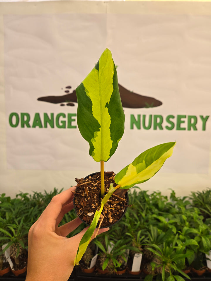 Philodendron Thai Sunrise (3in)-1003