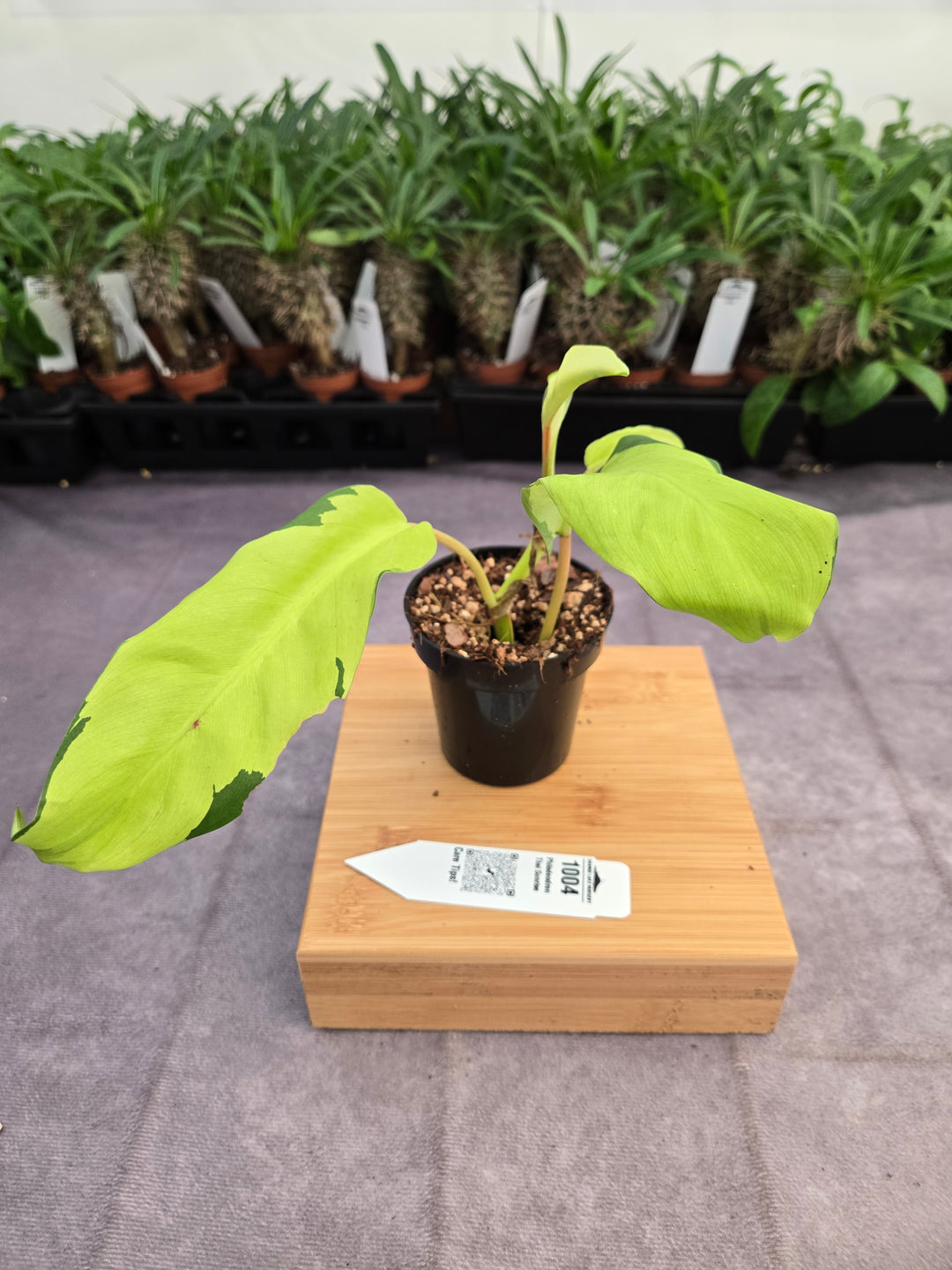 Philodendron Thai Sunrise (3in)-1004
