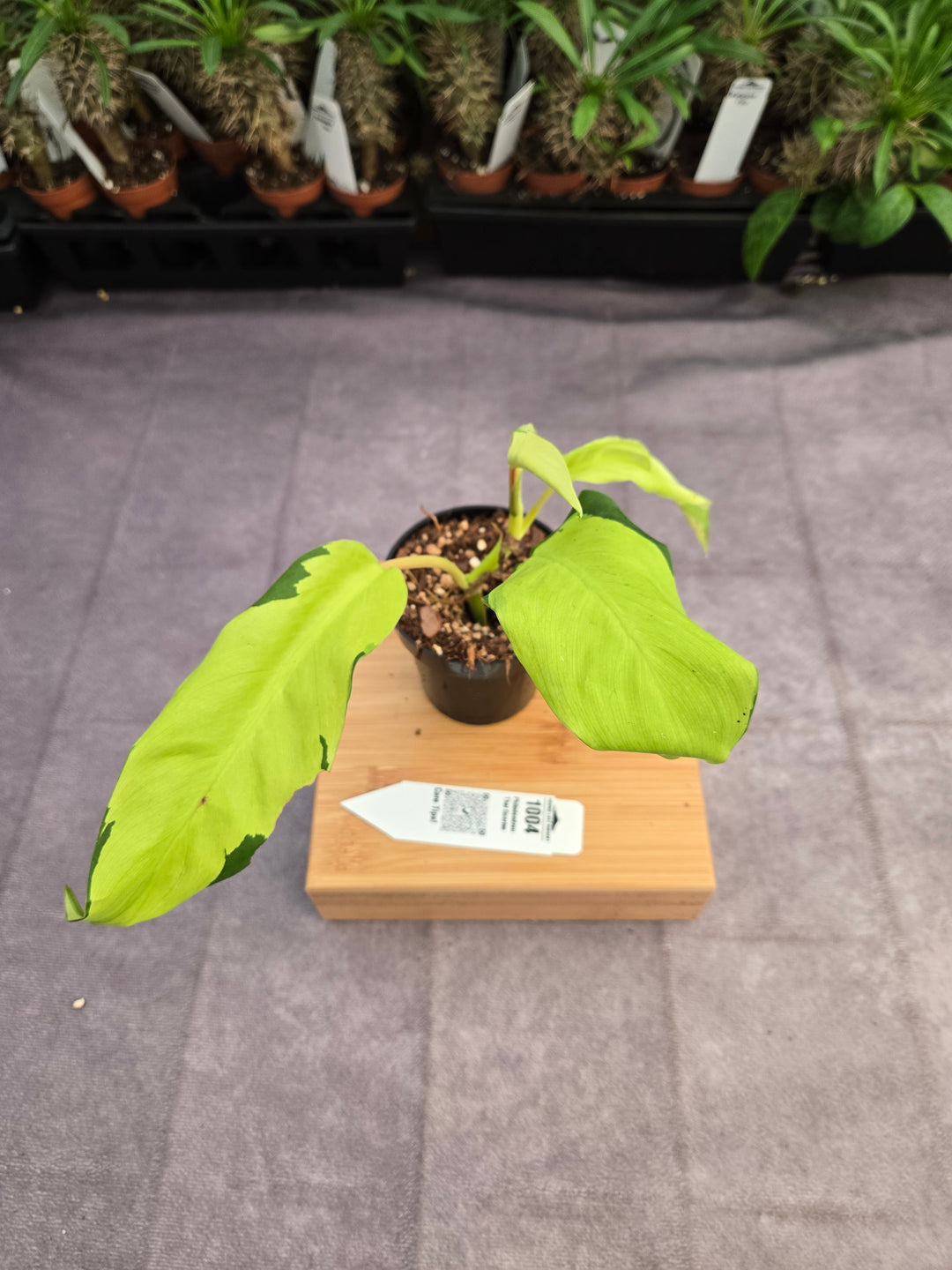 Philodendron Thai Sunrise (3in)-1004