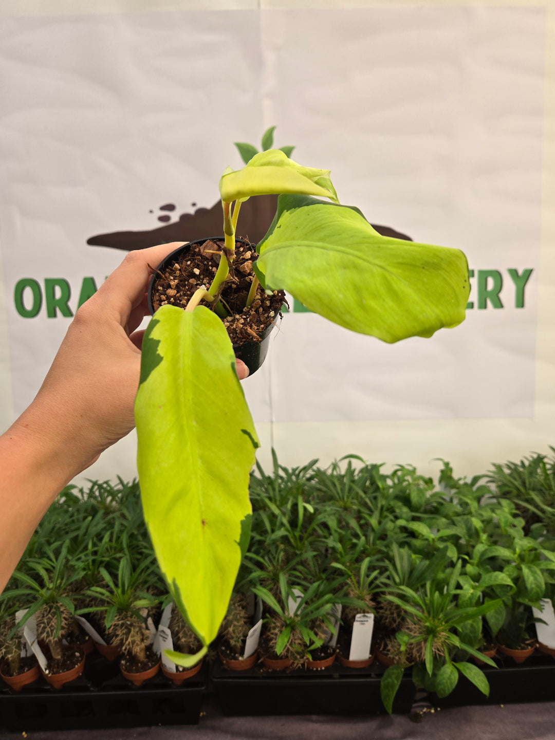 Philodendron Thai Sunrise (3in)-1004