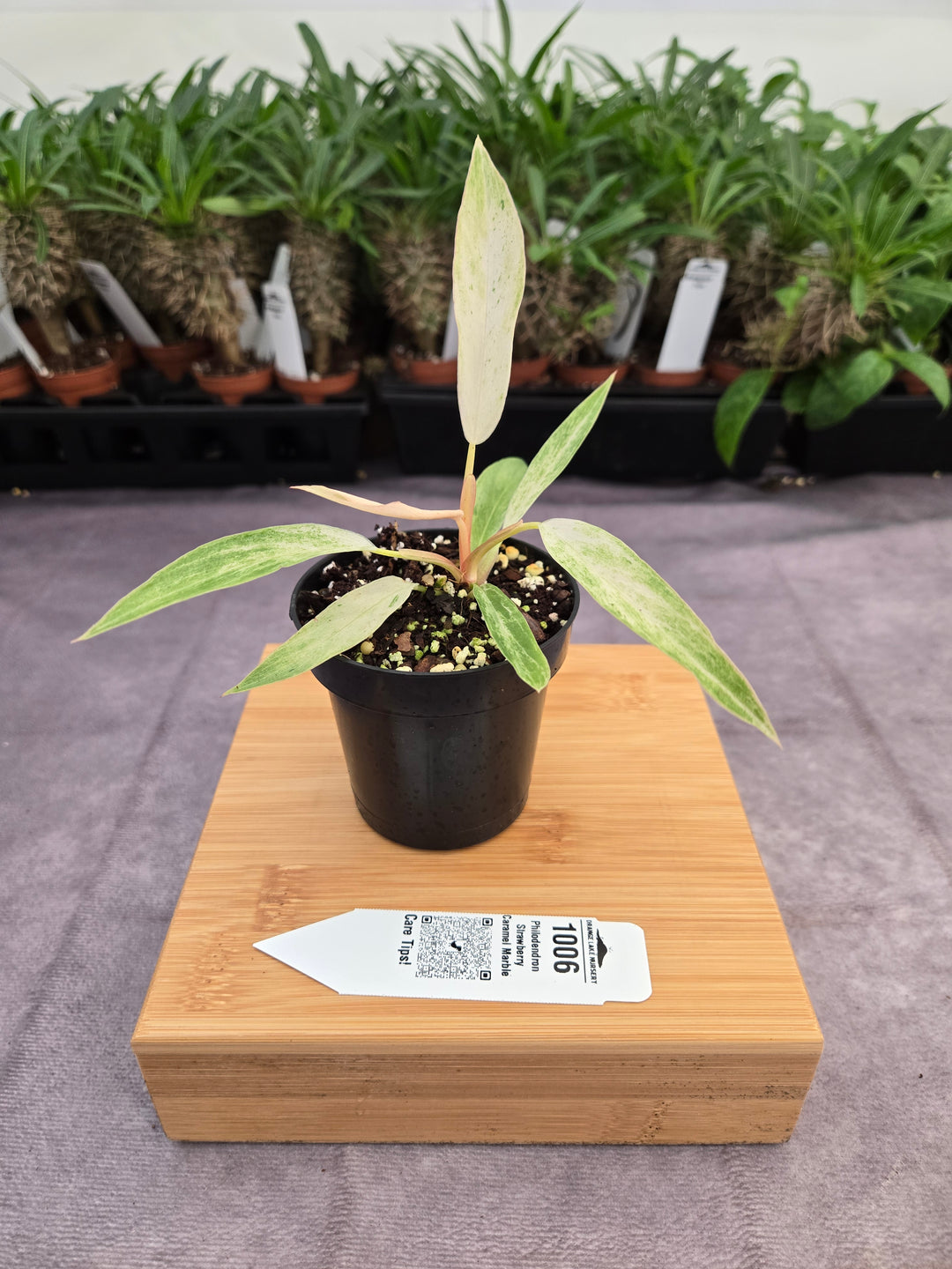 Philodendron Strawberry Caramel Marble (3in)-1006