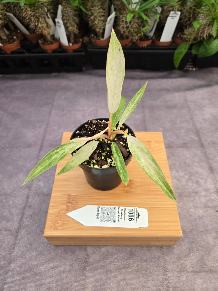 Philodendron Strawberry Caramel Marble (3in)-1006