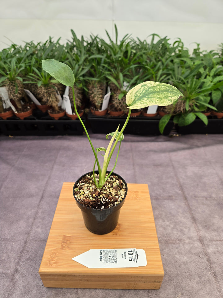 Monstera Deliciosa Mint (3in)-1015