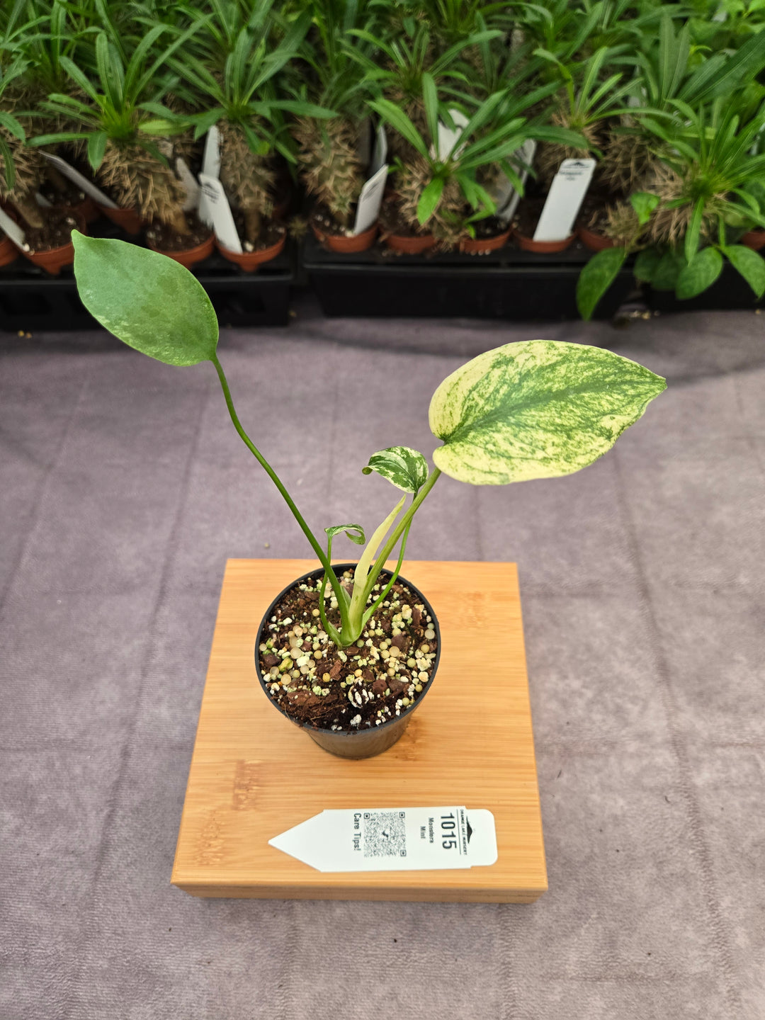 Monstera Deliciosa Mint (3in)-1015
