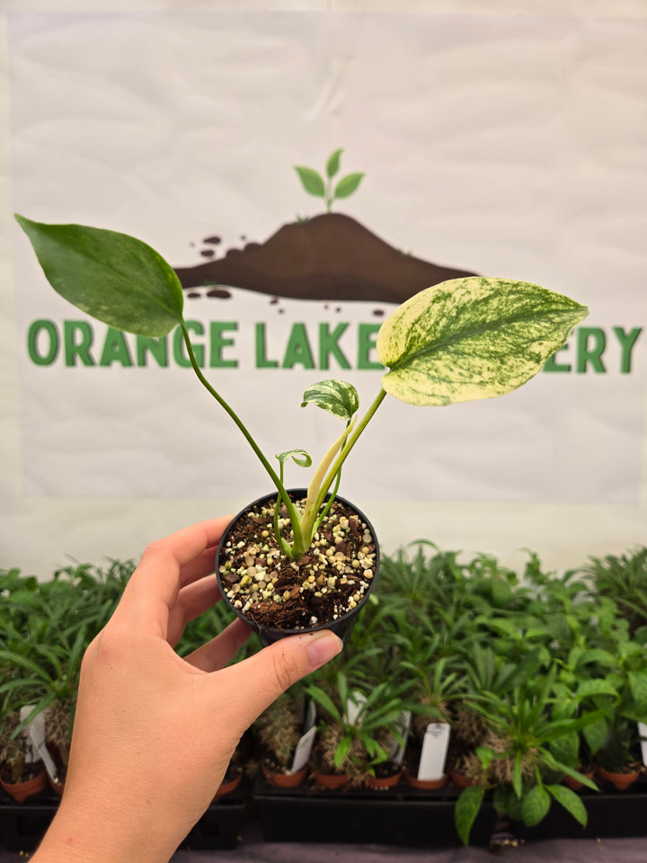 Monstera Deliciosa Mint (3in)-1015