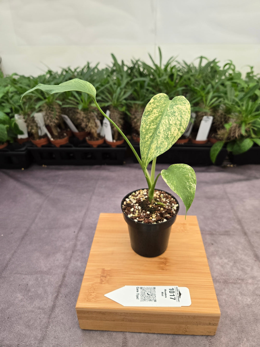Monstera Deliciosa Mint (3in)-1017