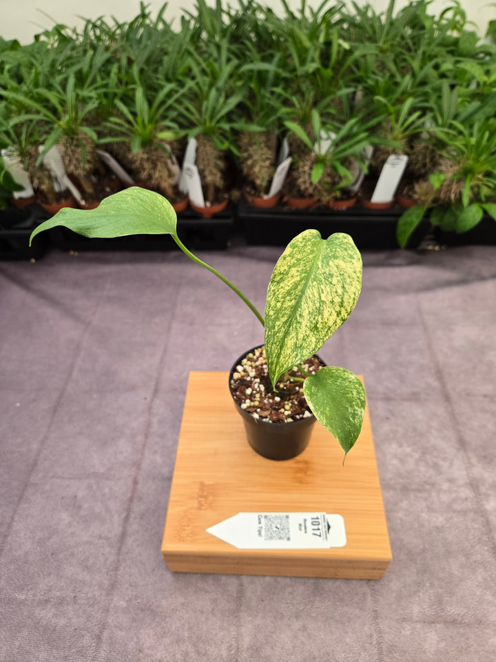 Monstera Deliciosa Mint (3in)-1017