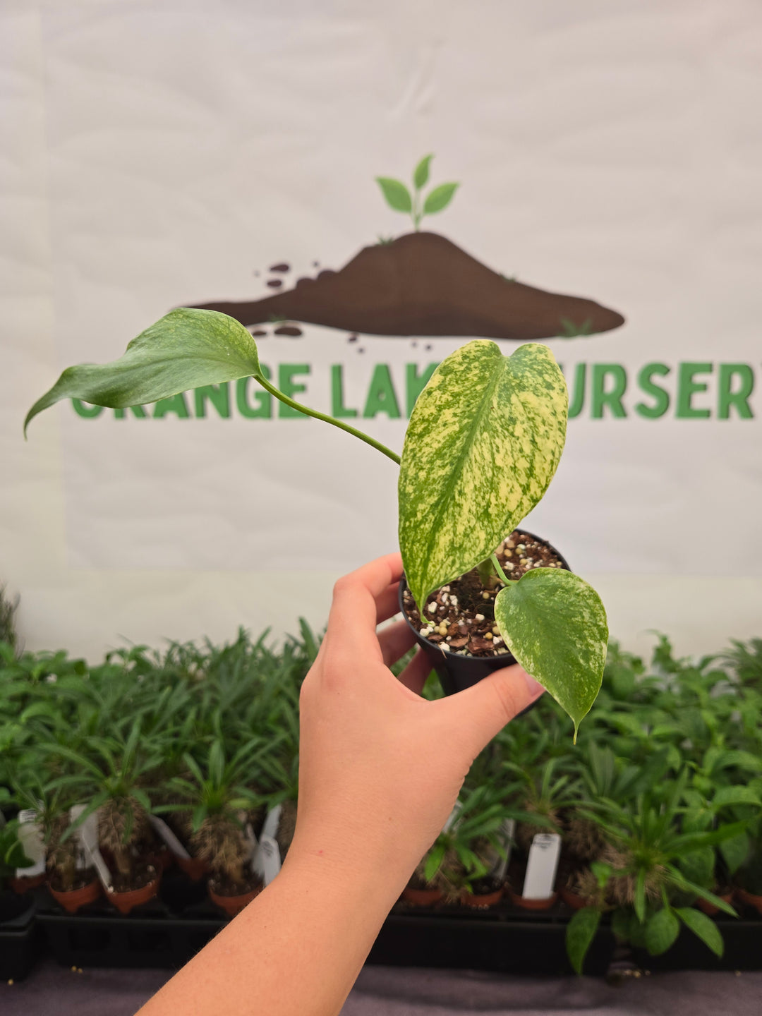Monstera Deliciosa Mint (3in)-1017