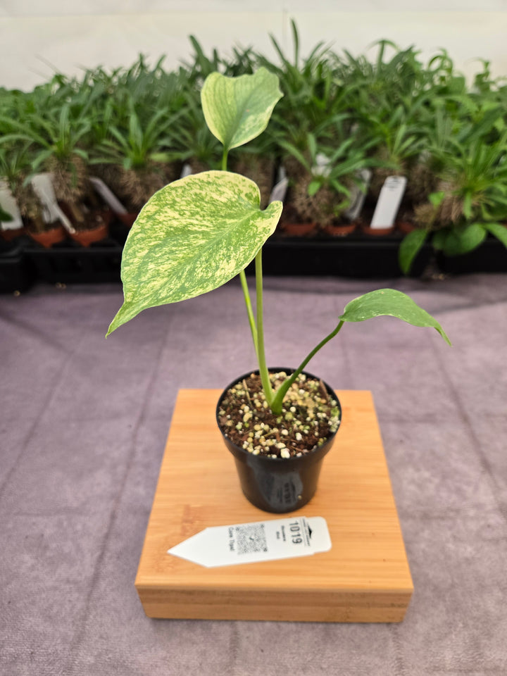 Monstera Deliciosa Mint (3in)-1019