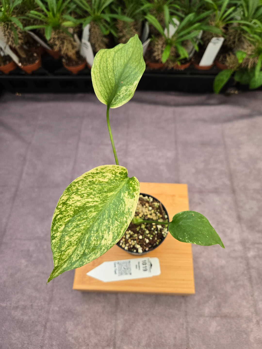 Monstera Deliciosa Mint (3in)-1019
