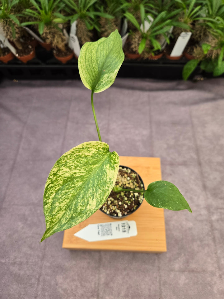 Monstera Deliciosa Mint (3in)-1019