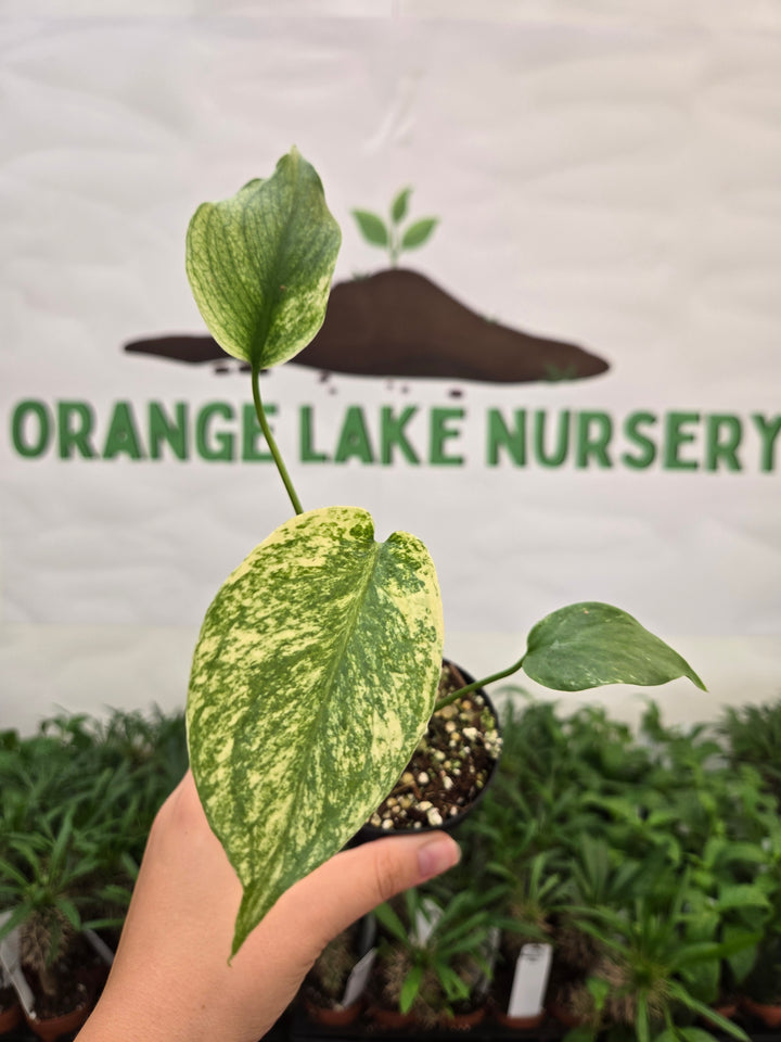 Monstera Deliciosa Mint (3in)-1019