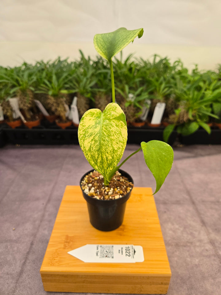Monstera Deliciosa Mint (3in)-1022