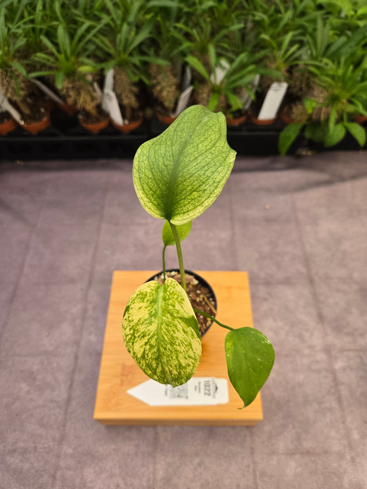 Monstera Deliciosa Mint (3in)-1022