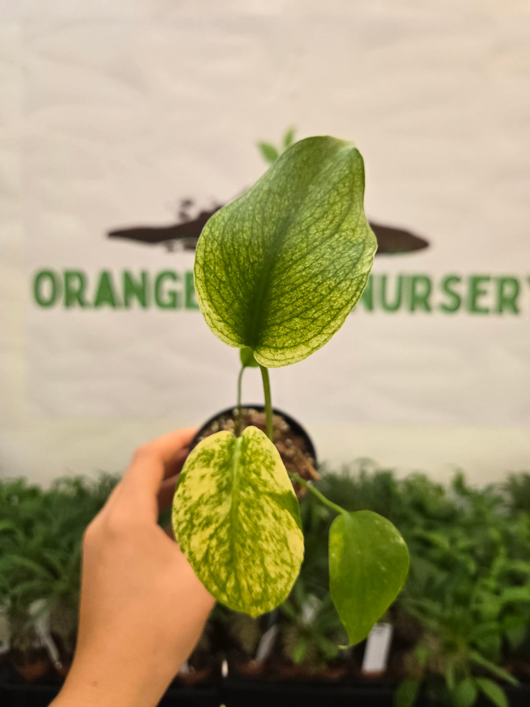 Monstera Deliciosa Mint (3in)-1022