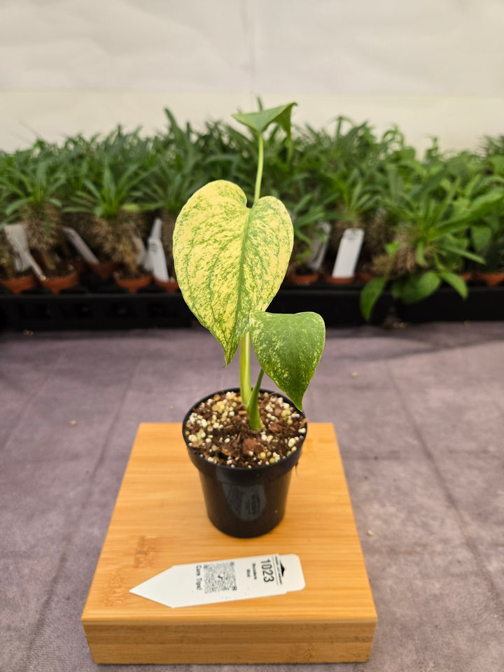 Monstera Deliciosa Mint (3in)-1023