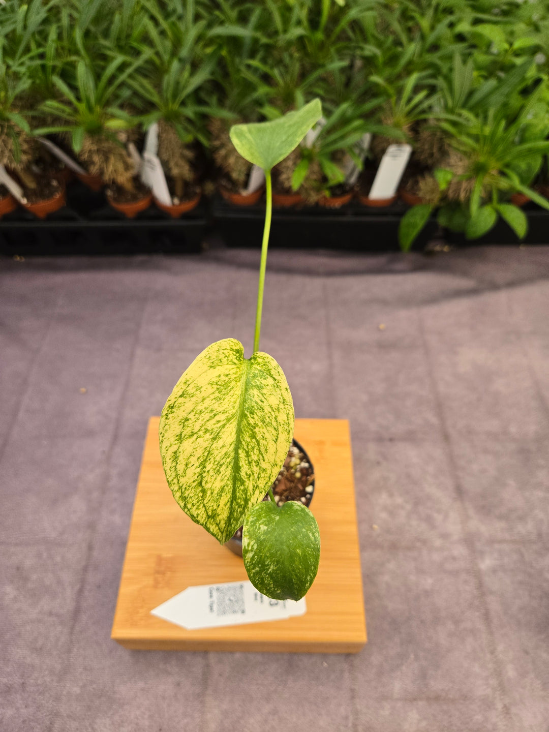Monstera Deliciosa Mint (3in)-1023