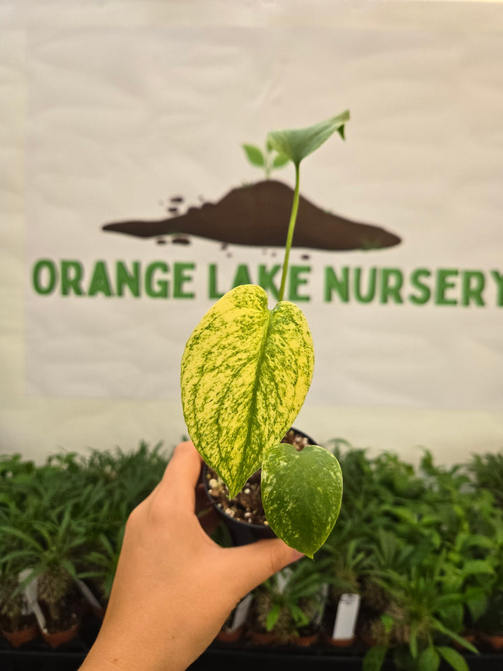 Monstera Deliciosa Mint (3in)-1023