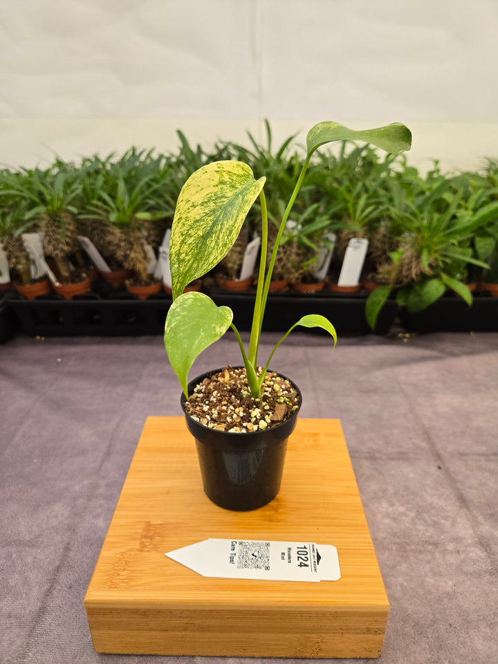 Monstera Deliciosa Mint (3in)-1024