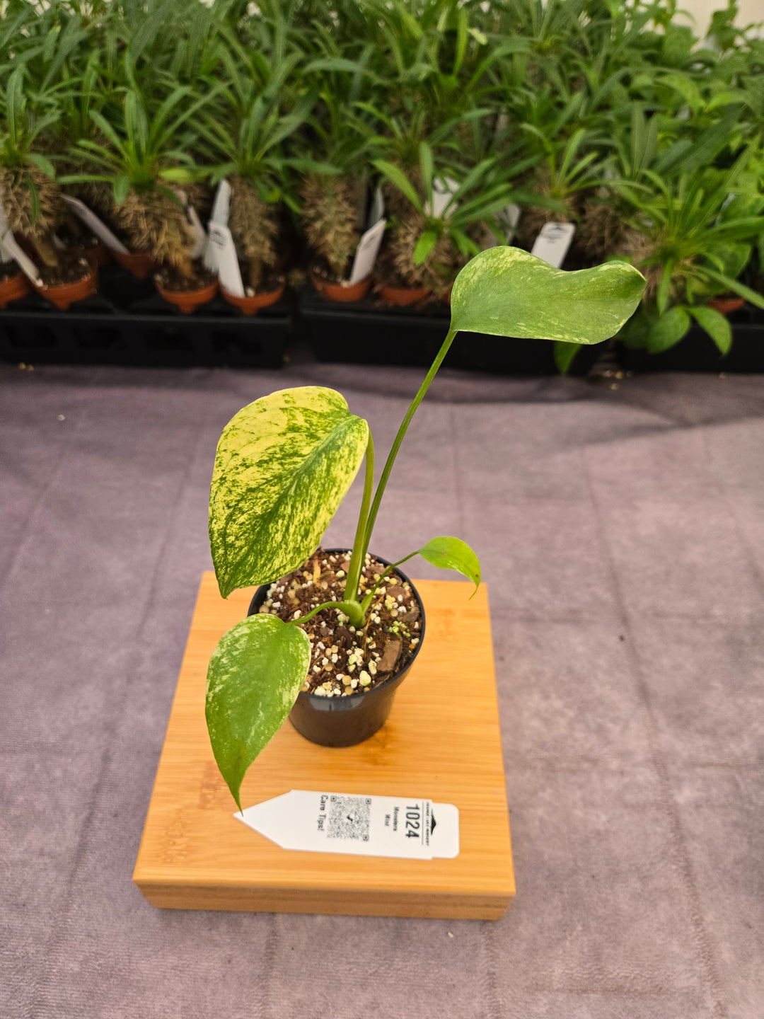 Monstera Deliciosa Mint (3in)-1024