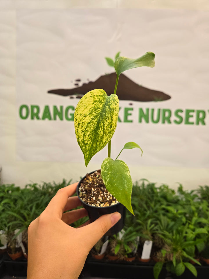 Monstera Deliciosa Mint (3in)-1024