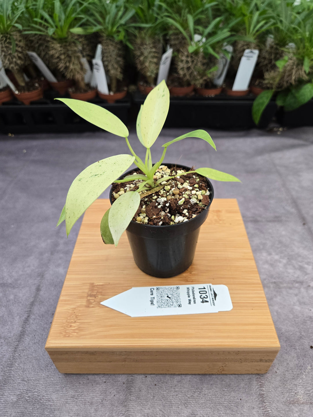 Philodendron Whipple Way (3in)-1034