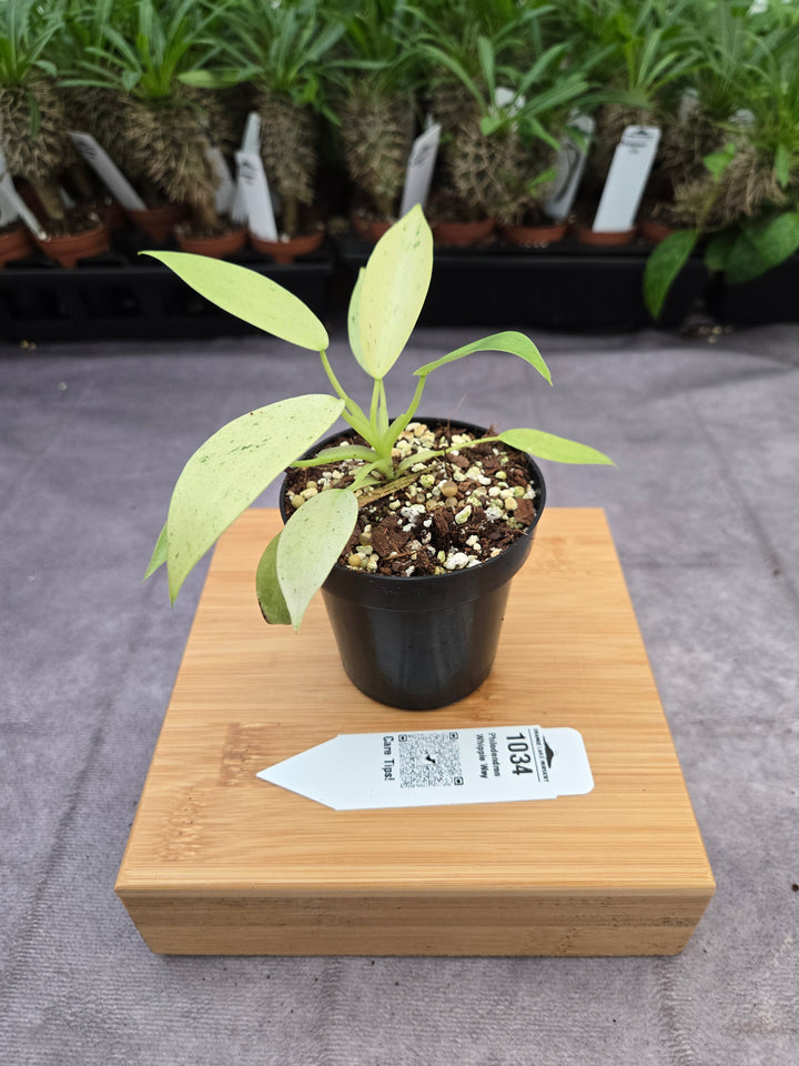 Philodendron Whipple Way (3in)-1034