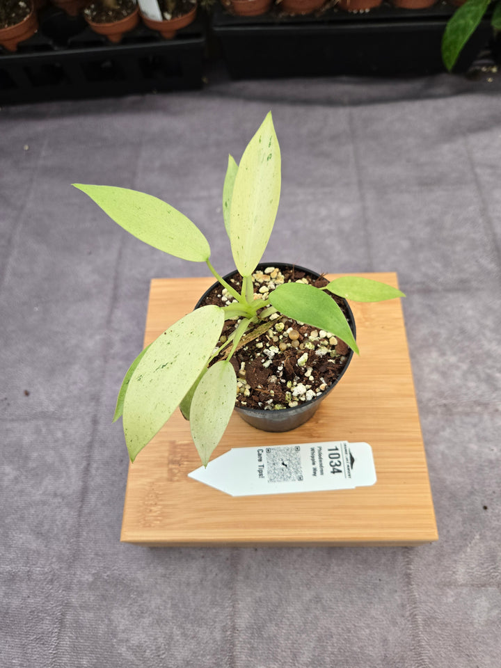 Philodendron Whipple Way (3in)-1034