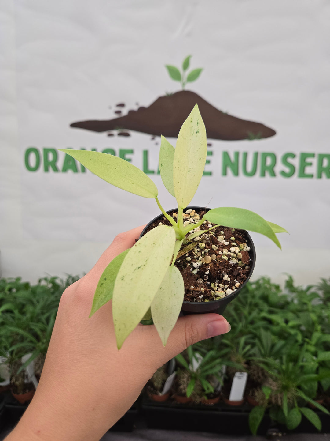 Philodendron Whipple Way (3in)-1034