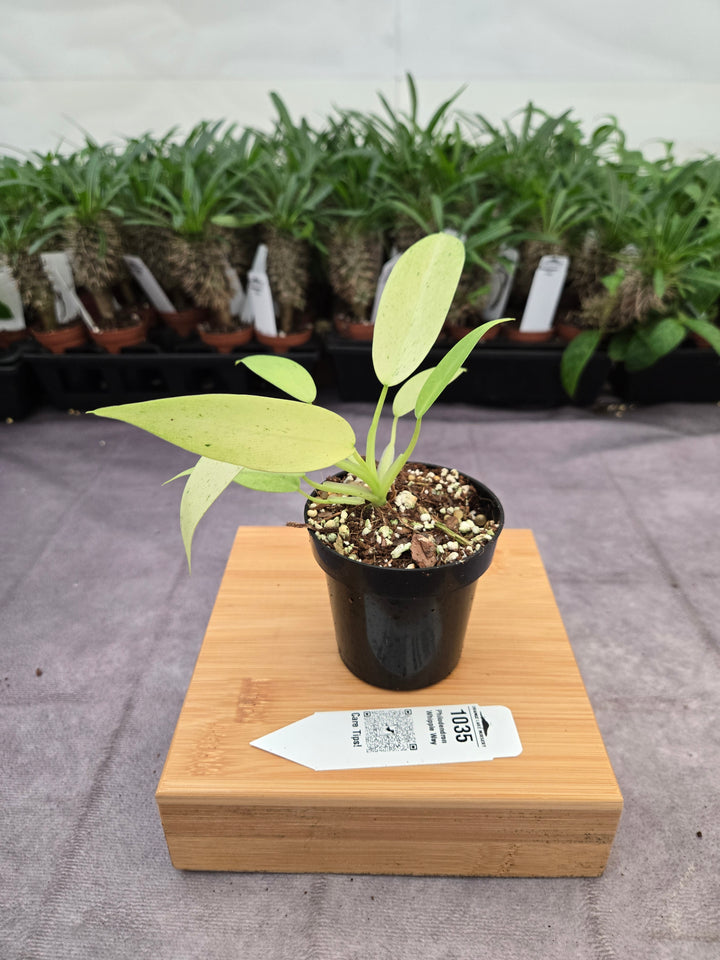 Philodendron Whipple Way (3in)-1035