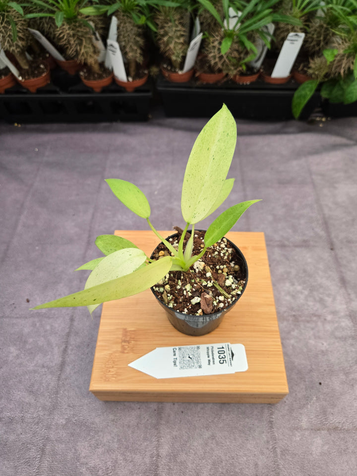 Philodendron Whipple Way (3in)-1035