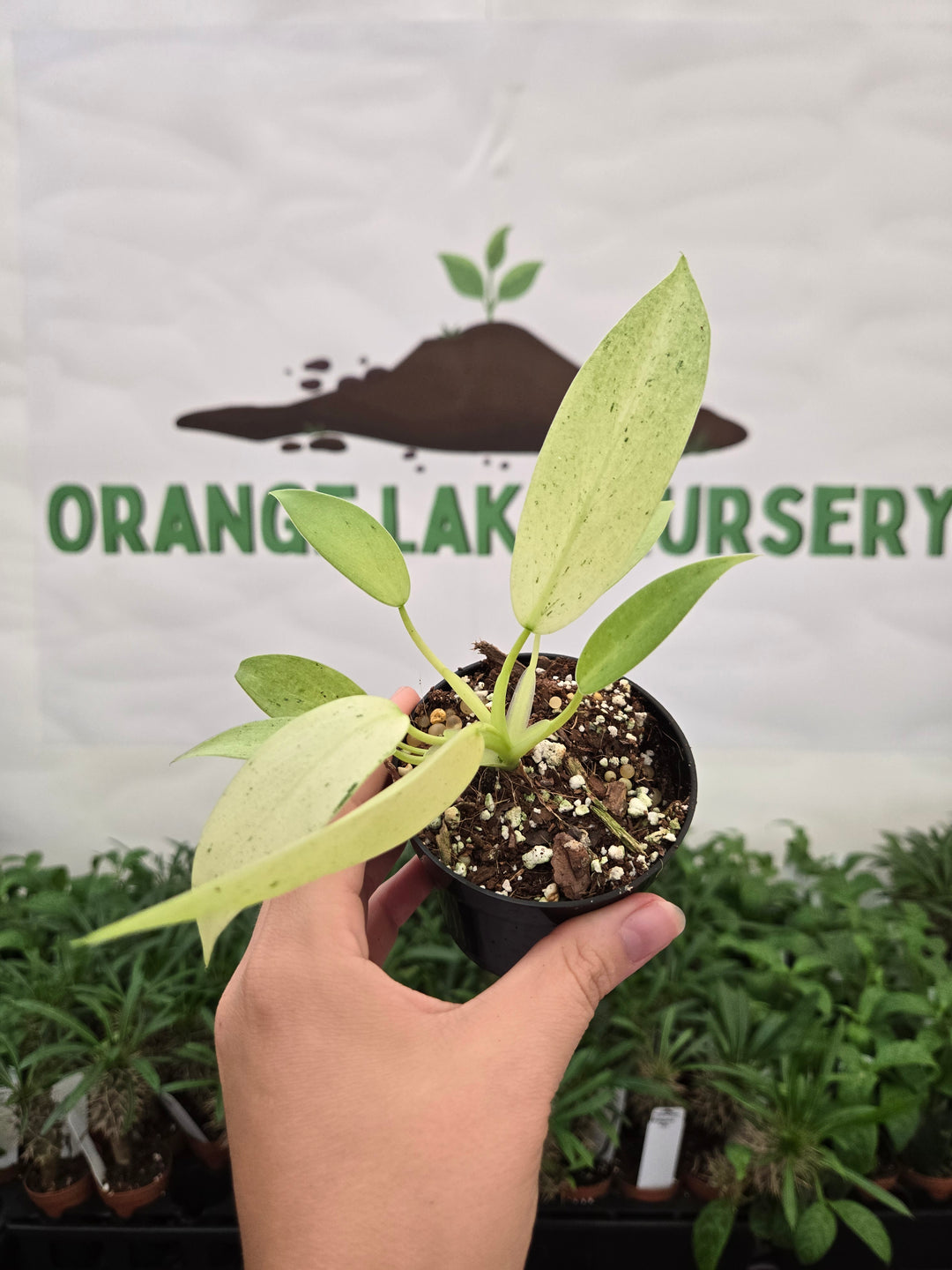 Philodendron Whipple Way (3in)-1035