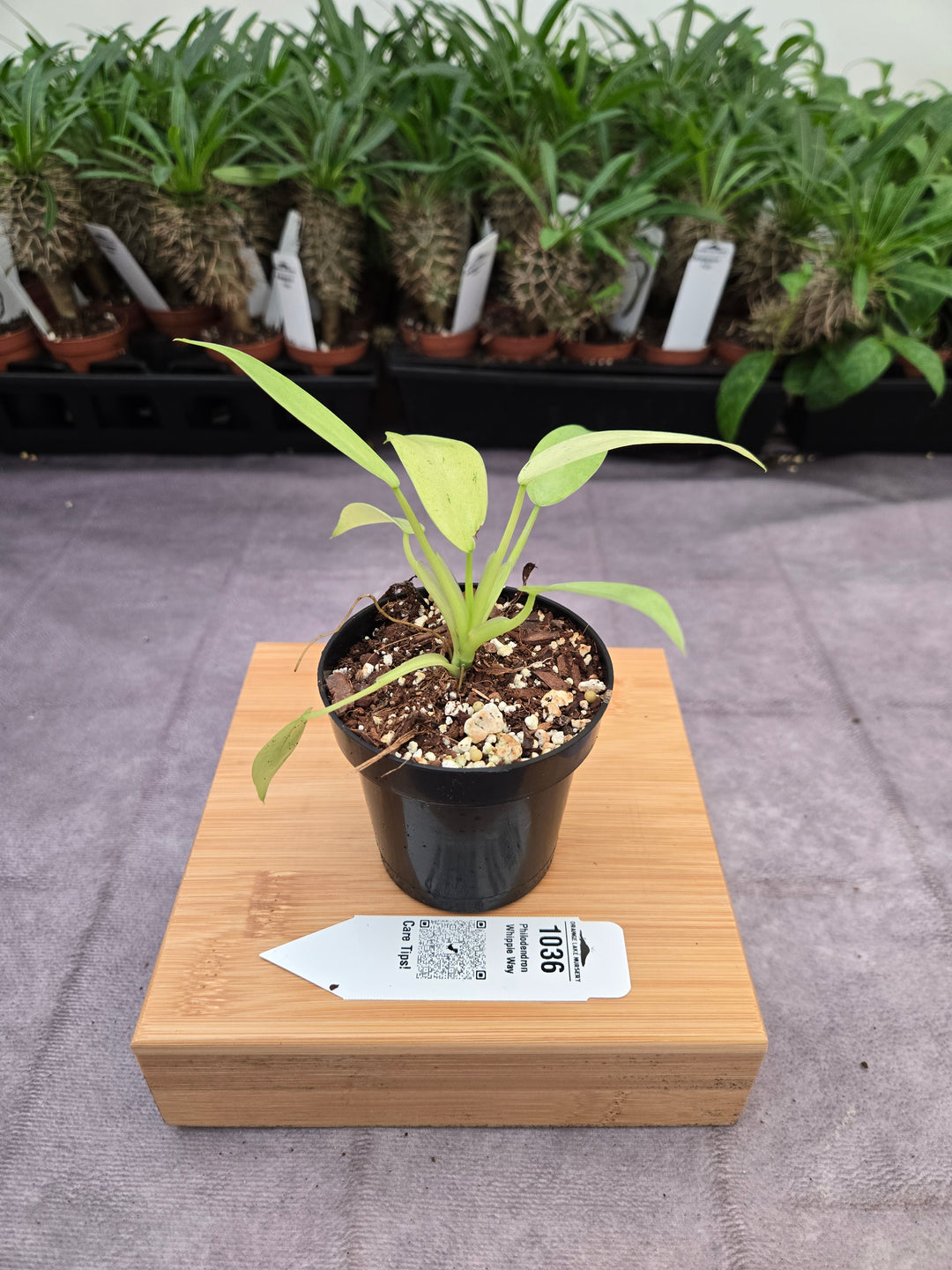 Philodendron Whipple Way (3in)-1036