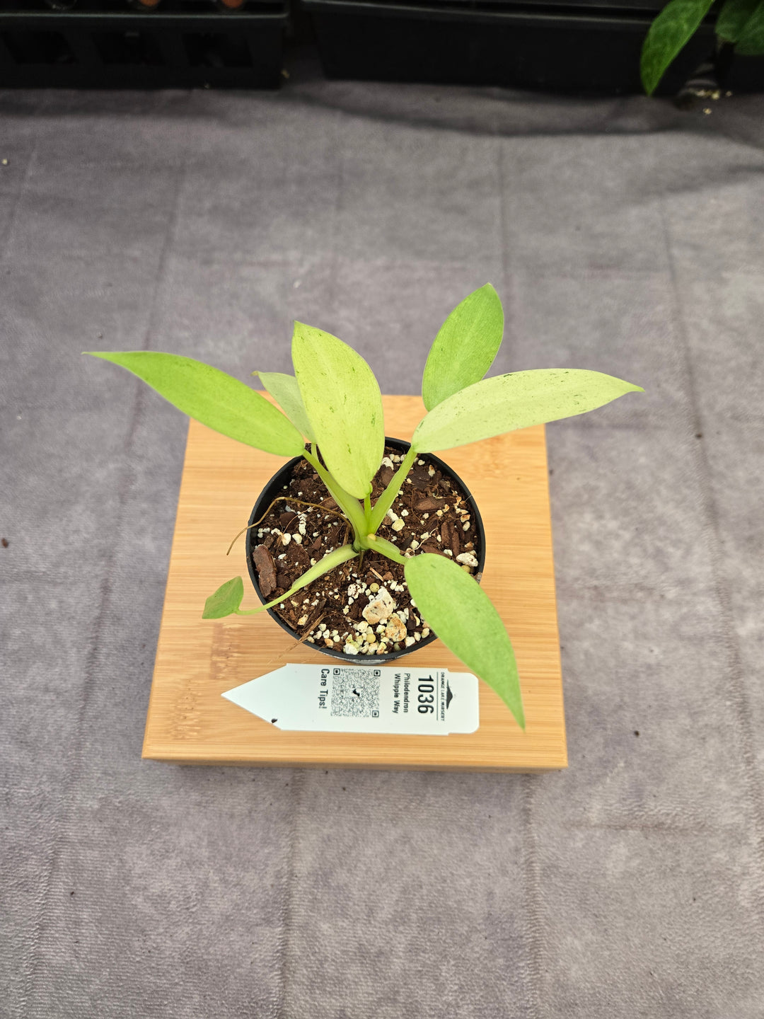 Philodendron Whipple Way (3in)-1036