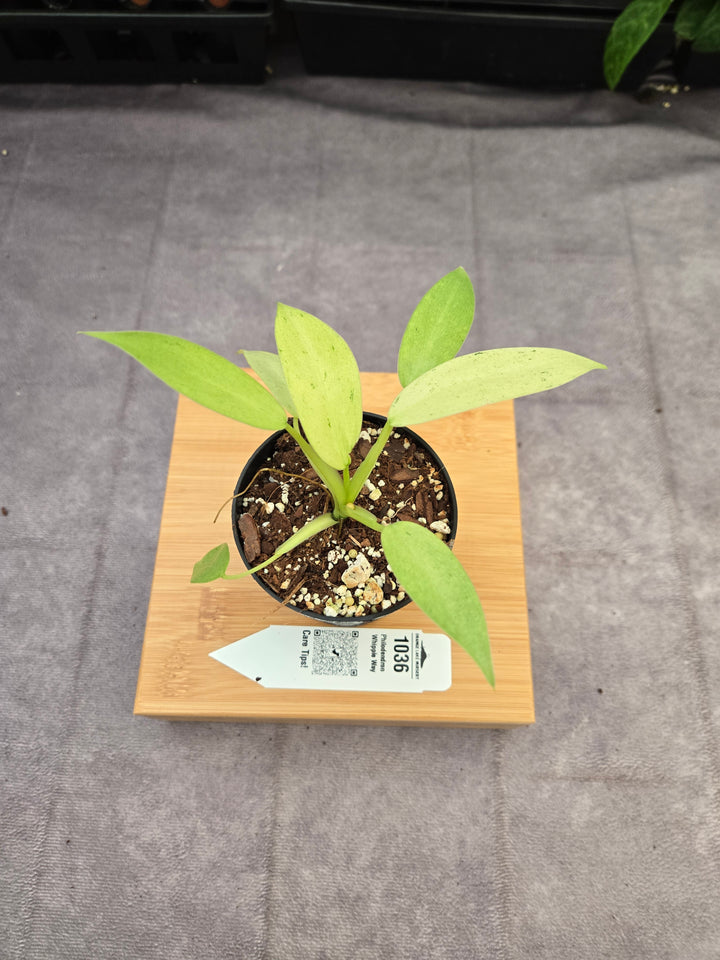 Philodendron Whipple Way (3in)-1036