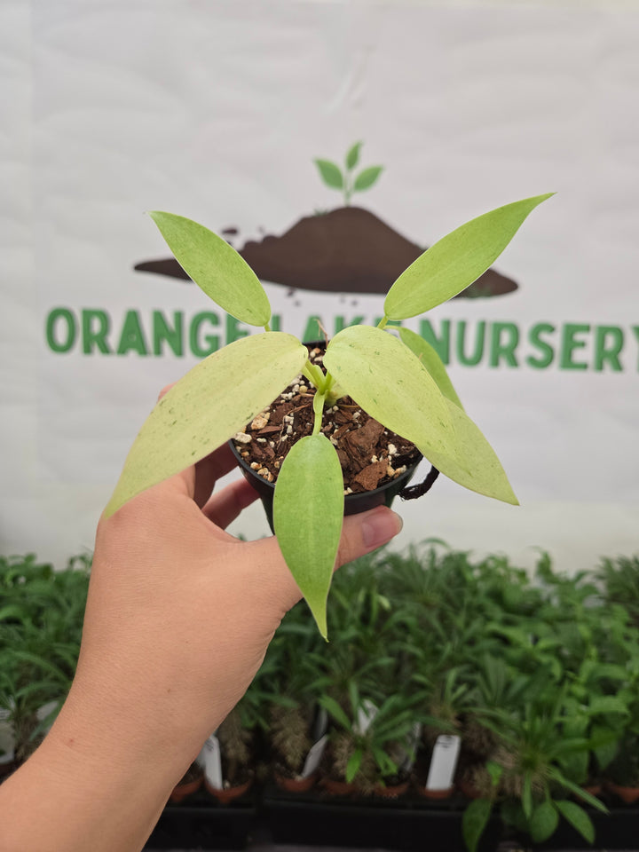 Philodendron Whipple Way (3in)-1036