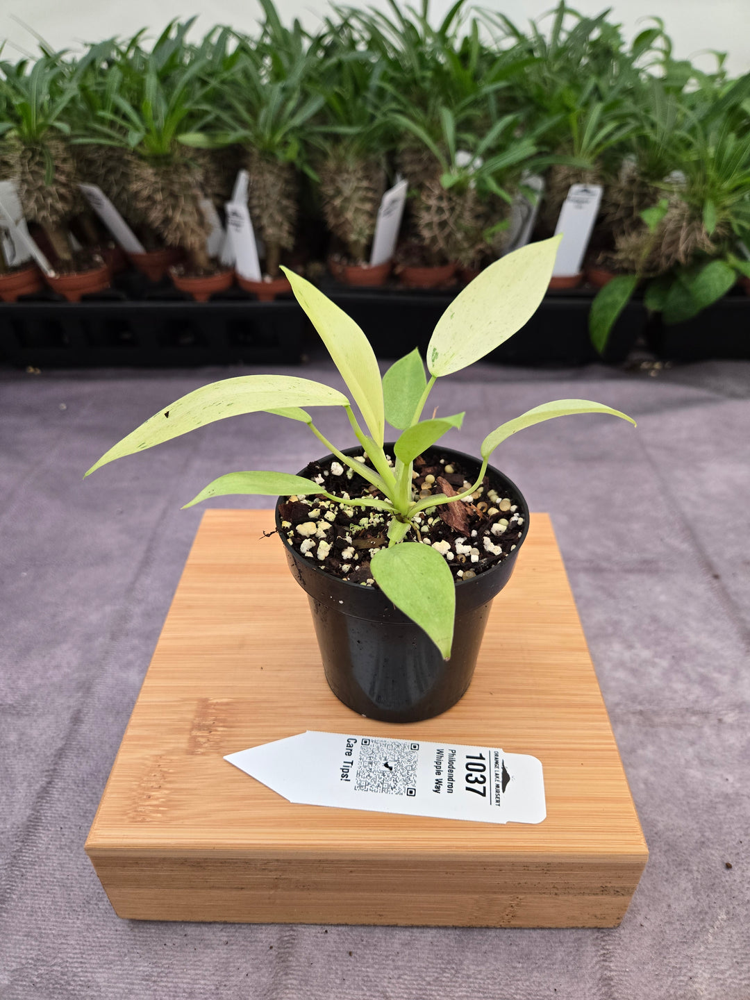Philodendron Whipple Way (3in)-1037