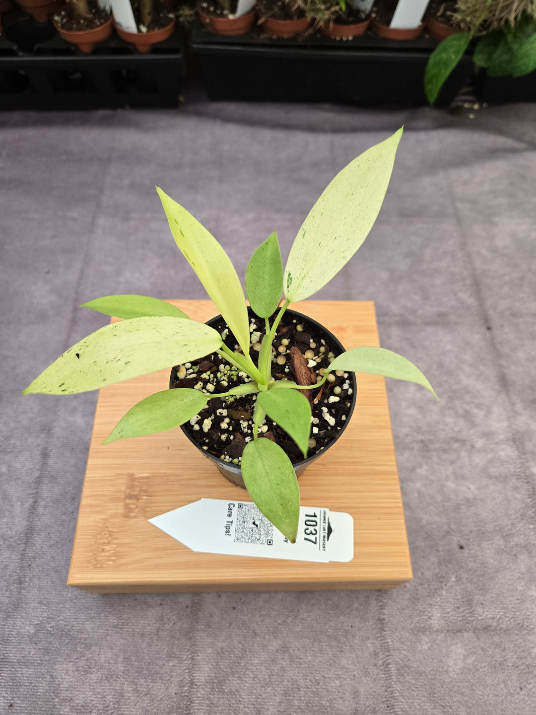 Philodendron Whipple Way (3in)-1037