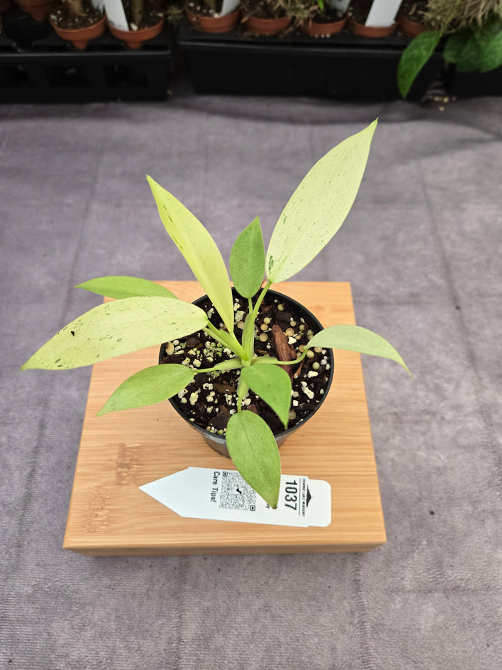 Philodendron Whipple Way (3in)-1037
