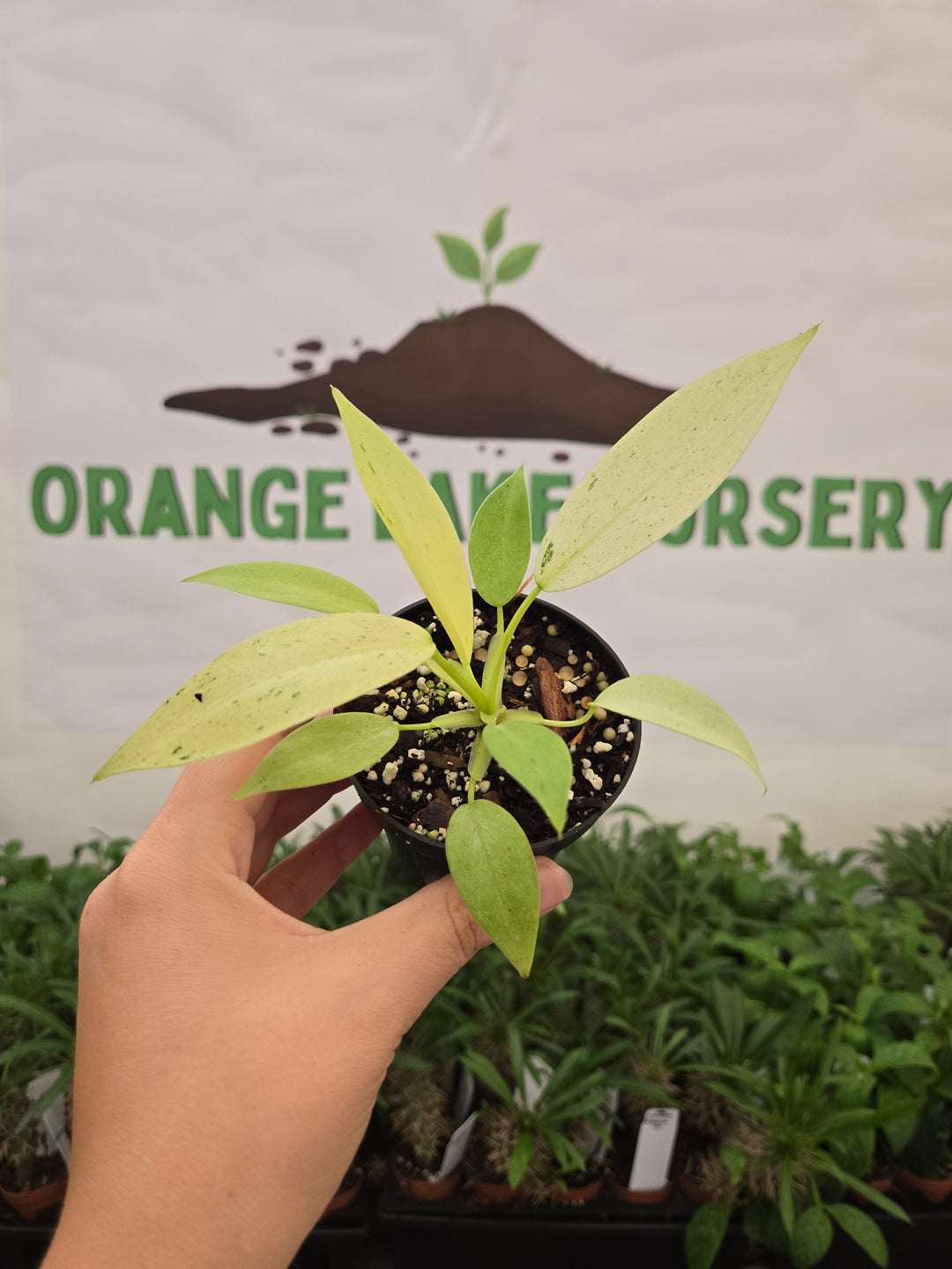 Philodendron Whipple Way (3in)-1037