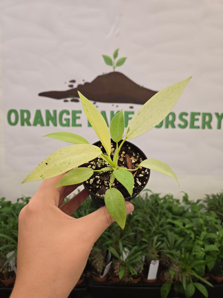 Philodendron Whipple Way (3in)-1037