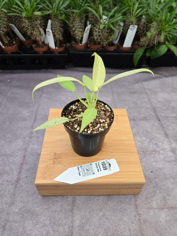 Philodendron Whipple Way (3in)-1039